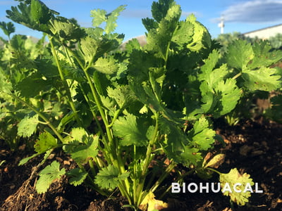 Cilantro manojo 100g