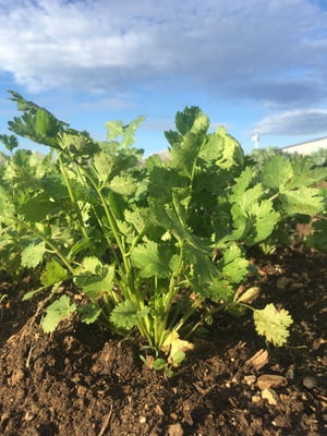 Cilantro manojo 100g