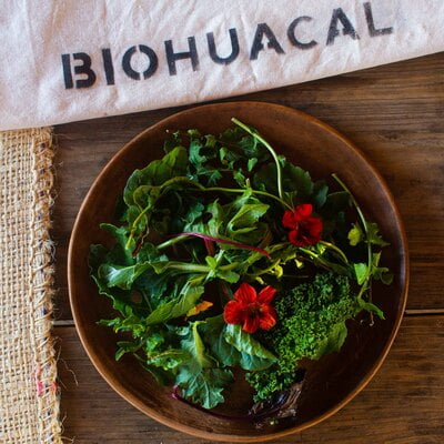 Mix de Hojas Baby BOLSA/250g (kale,arúgula,betabel,acelga,mostaza,hojas de capuchina)