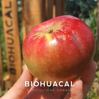 Manzana criolla / pza
