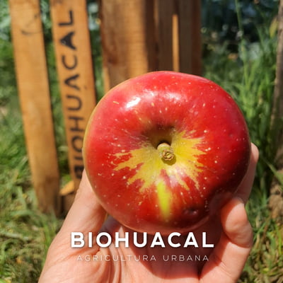 Manzana criolla / pza
