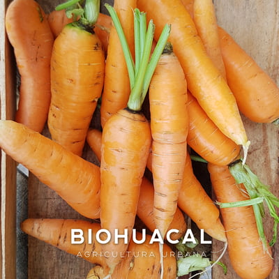 Zanahoria / bolsa de 1 kg