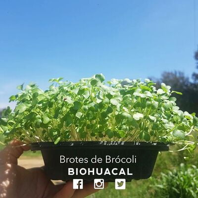 Brotes Vivos de Brocoli (Domo)