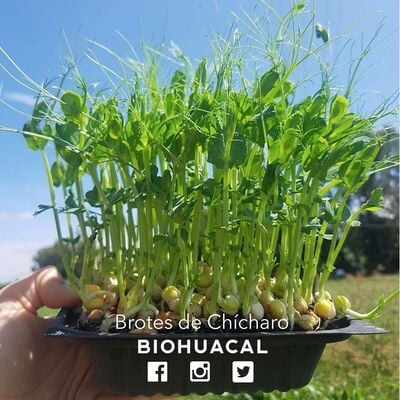 Brotes Vivos de Chícharo (Domo)